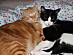 View full size picture