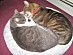 View full size picture