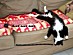 View full size picture