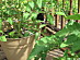 View full size picture