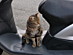 View full size picture
