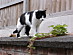 View full size picture