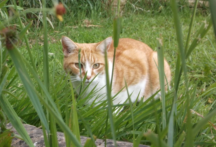 Picture of a cat / kitten / feline