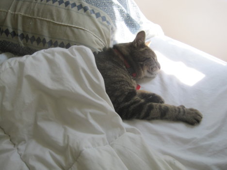 Picture of a cat / kitten / feline