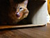 View full size picture