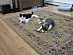 View full size picture