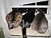 View full size picture