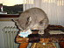View full size picture