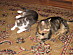 View full size picture