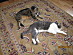 View full size picture