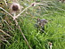 View full size picture