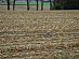 View full size picture