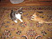 View full size picture