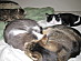 View full size picture