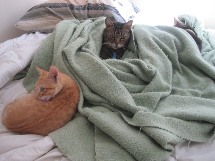 Picture of a cat / kitten / feline