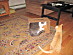 View full size picture