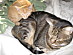 View full size picture