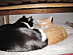 View full size picture