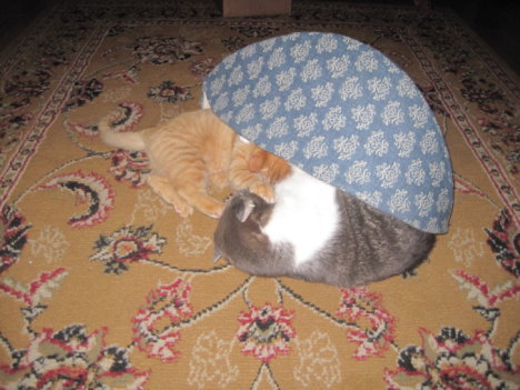 Picture of a cat / kitten / feline