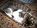 View full size picture
