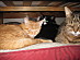 View full size picture