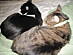 View full size picture
