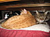 View full size picture