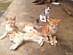 View full size picture