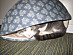 View full size picture