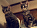 View full size picture