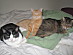 View full size picture