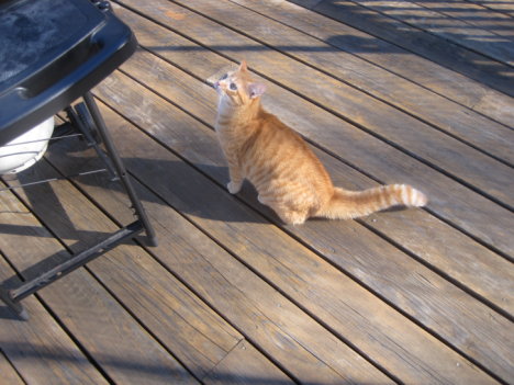 Picture of a cat / kitten / feline
