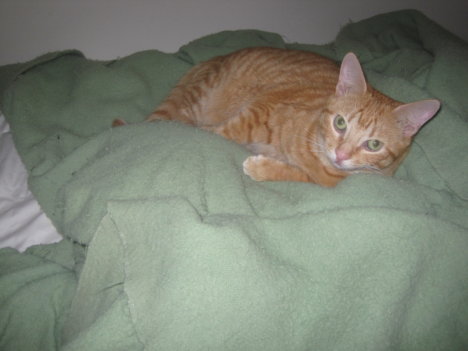 Picture of a cat / kitten / feline