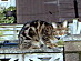 View full size picture