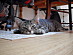 View full size picture