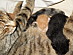 View full size picture