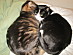 View full size picture