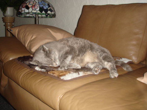Picture of a cat / kitten / feline