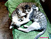 View full size picture