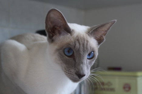Picture of a cat / kitten / feline