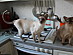 View full size picture