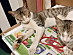 View full size picture