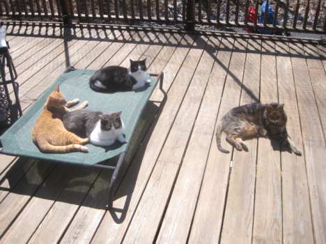 Picture of a cat / kitten / feline