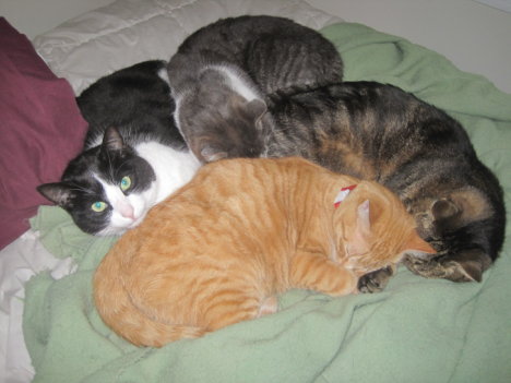 Picture of a cat / kitten / feline