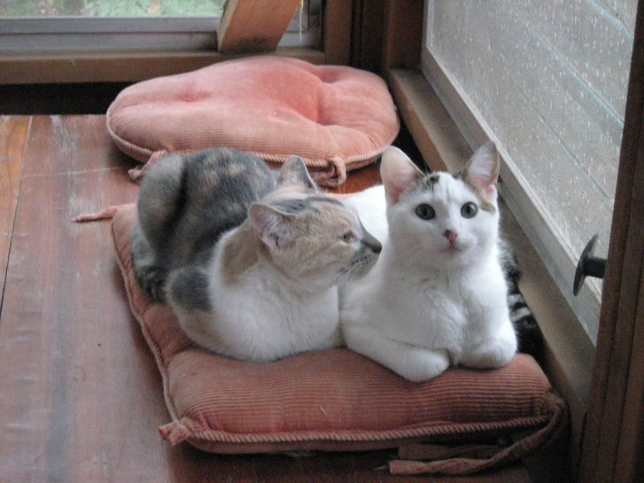 Picture of a cat / kitten / feline