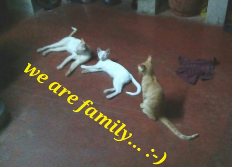 Picture of a cat / kitten / feline