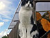 View full size picture