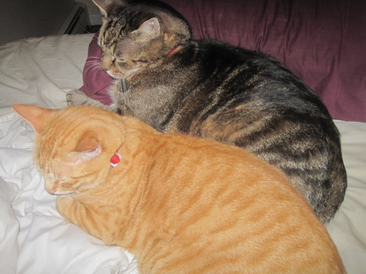 Picture of a cat / kitten / feline