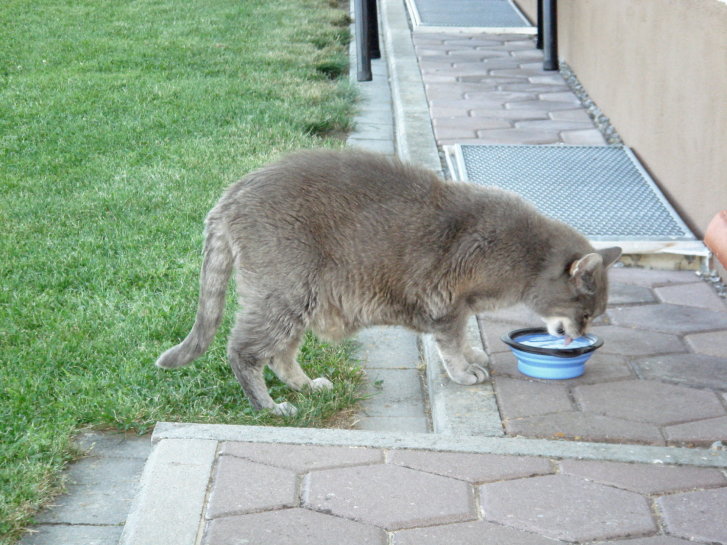 Picture of a cat / kitten / feline