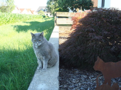 Picture of a cat / kitten / feline